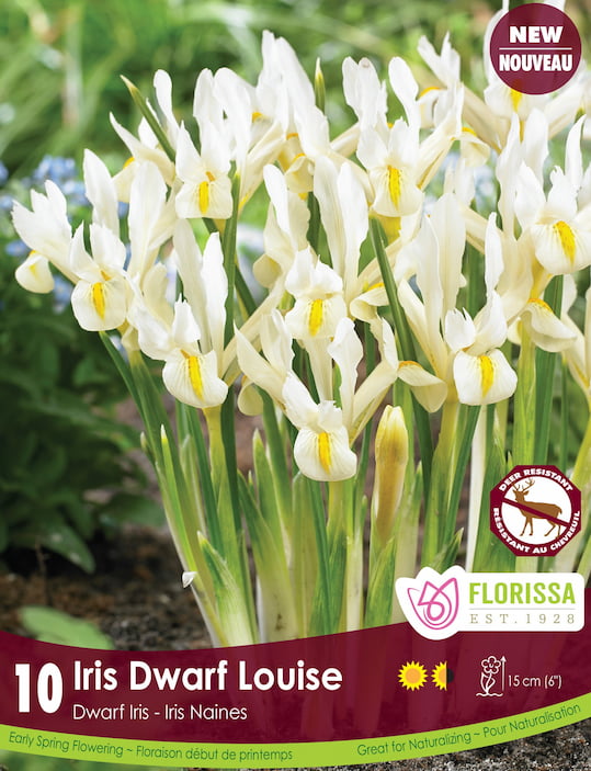 Iris - Louise, 10 Pack