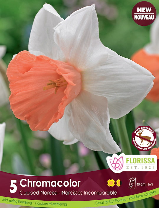 Narcissus - Chromacolor, 5 Pack