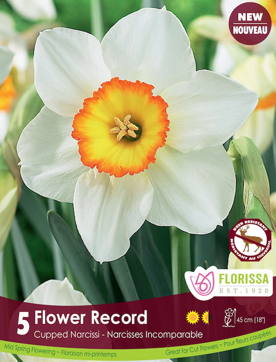 Narcissus - Flower Record, 5 Pack