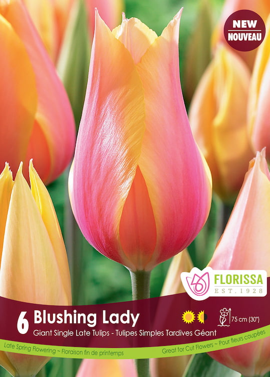 Tulip - Blushing Lady, 6 Pack