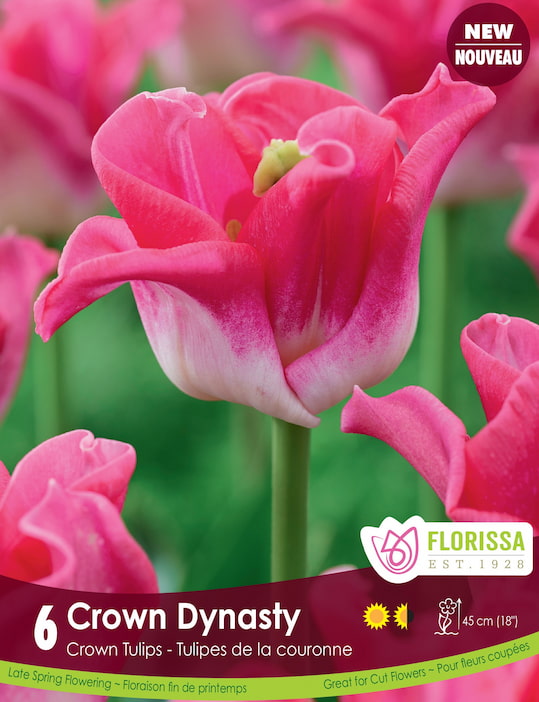 Tulip - Crown of Dynasty, 6 Pack
