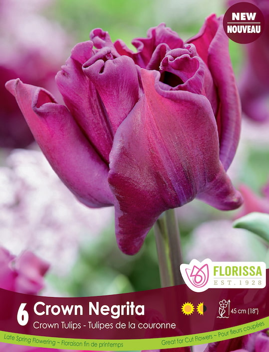 Tulip - Crown of Negrita, 6 Pack