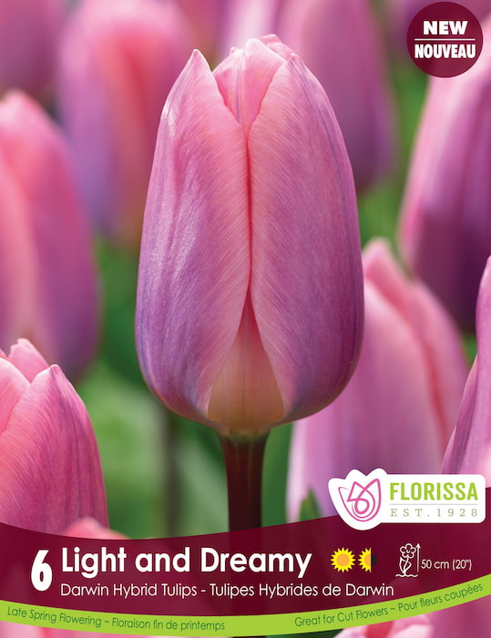Tulip - Light and Dreamy, 6 Pack
