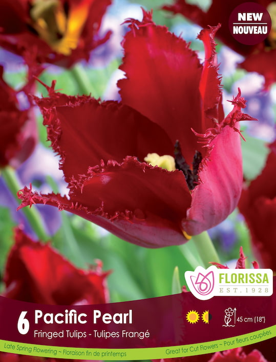 Tulip - Pacific Pearl, 6 Pack