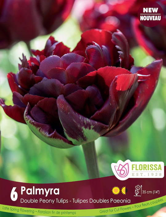 Tulip - Palmyra, 6 Pack