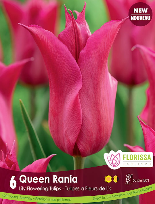Tulip - Queen Rania, 6 Pack