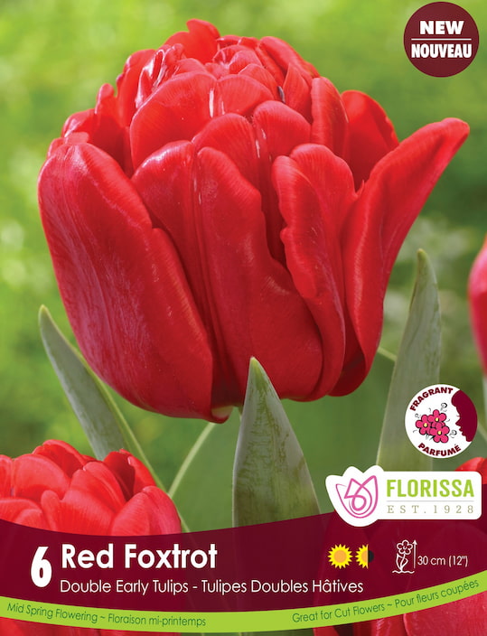 Tulip - Red Foxtrot, 6 Pack
