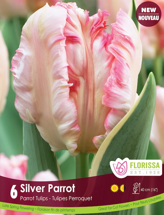 Tulip - Silver Parrot, 6 Pack