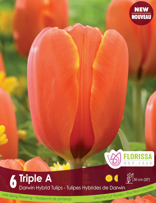 Tulip - Triple A, 6 Pack
