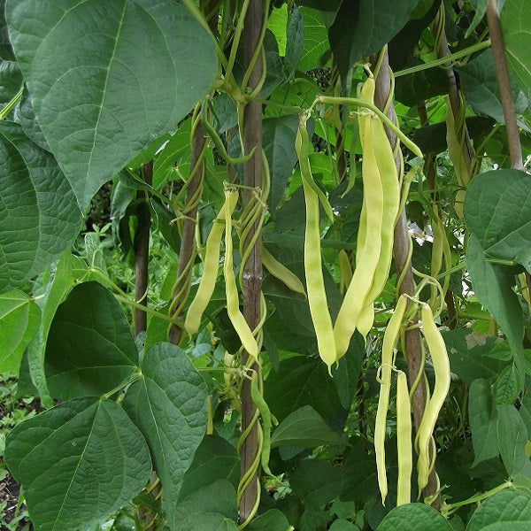 Bean Marvel of Venice - Saanich Organics