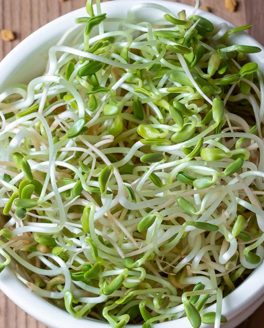 Organic Microgreen Fenugreek - West Coast Seeds