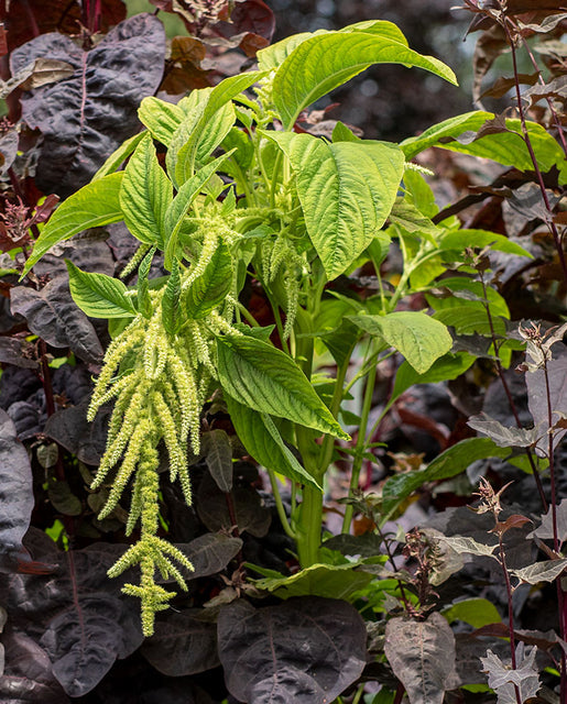 callaloo plant seeds Amaranth Callaloo