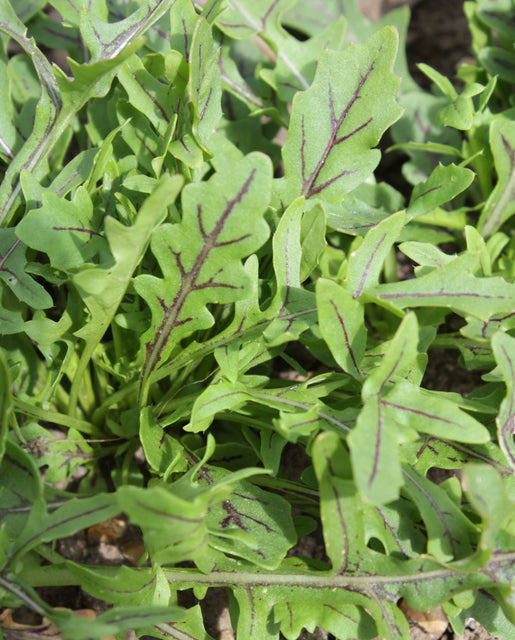 Arugula Dragon's Fire - West Coast Seeds