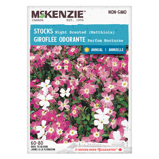 Stock Night Scented Matthiola - McKenzie Seeds