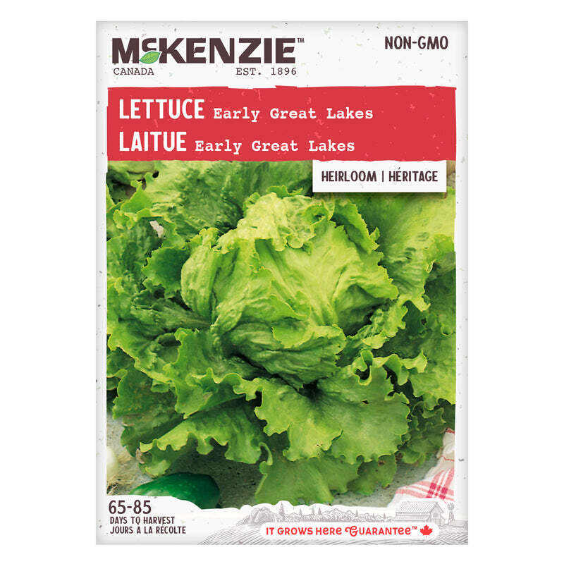 Lettuce Early Great Lakes - McKenzie Seeds