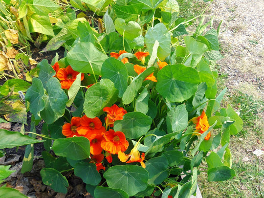 Nasturtium Mix - Salt Spring Seeds