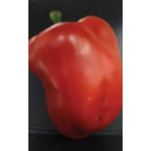 Pepper Summer Red Hybrid - Ontario Seed Company