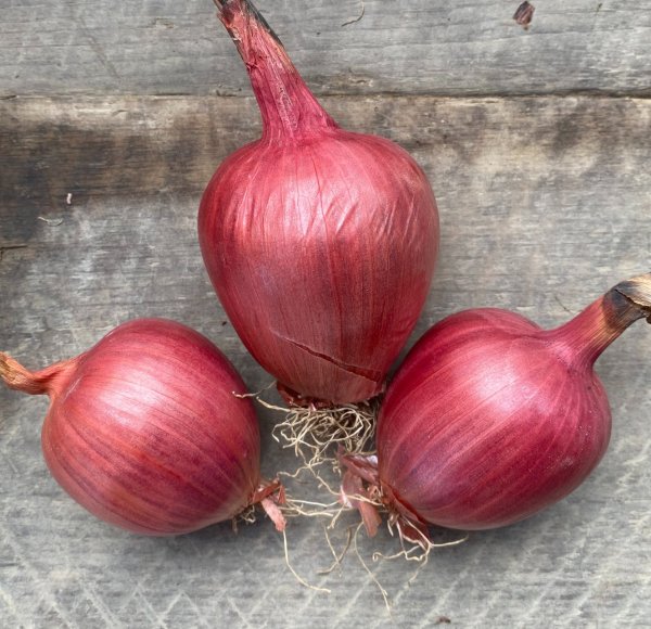 Onion Rossa di Milano - Saanich Organics