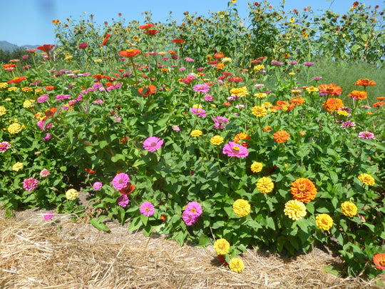 Zinnia Akasha Mix - Salt Spring Seeds