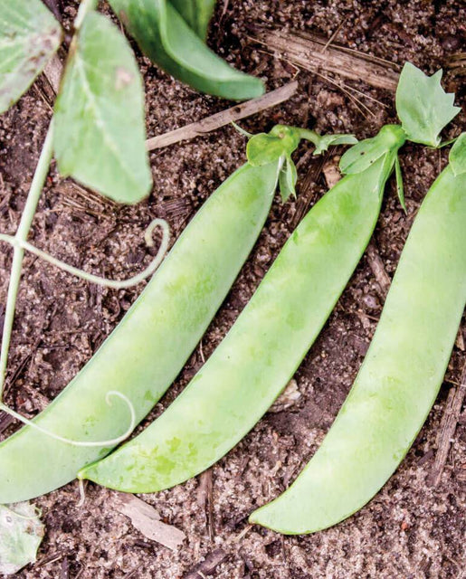 BULK Pea Sabre Shelling - West Coast Seeds