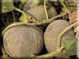 Melon Gnadenfeld Muskmelon - Salt Spring Seeds