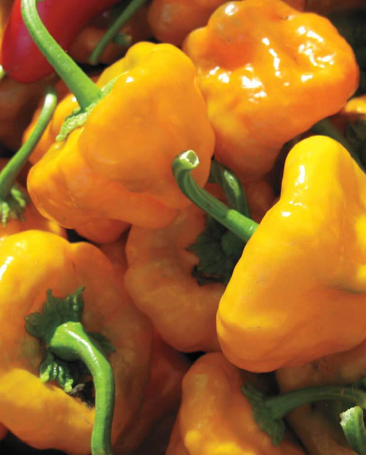 Pepper Scotch Bonnet - West Coast Seeds