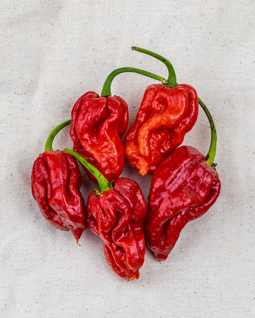 Pepper Trinidad Scorpion - West Coast Seeds