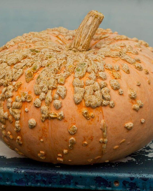 Organic Pumpkin Galeux d'Eysines - West Coast Seeds