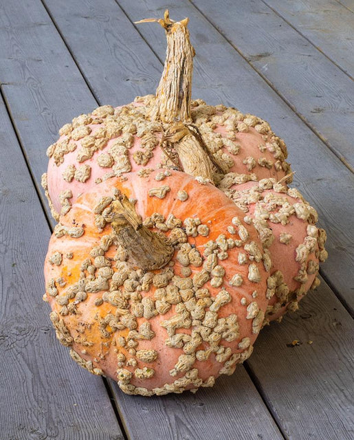 Organic Pumpkin Galeux d'Eysines - West Coast Seeds