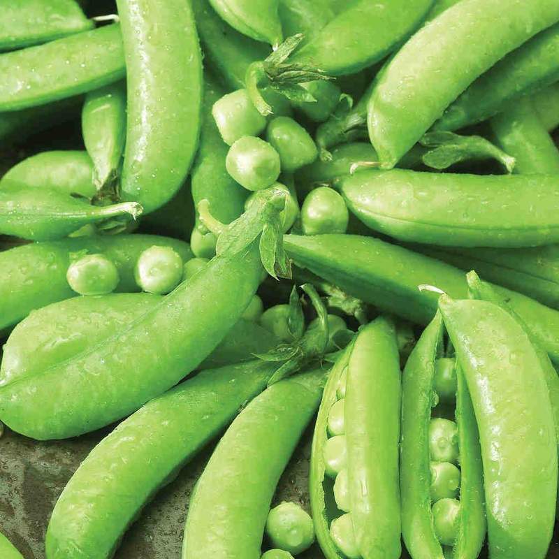 Pea Sugar Snap Edible Pod - McKenzie Seeds