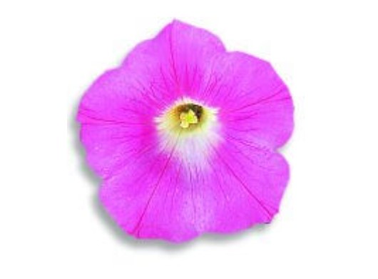 Petunia Cascade Pink - Ontario Seed Company