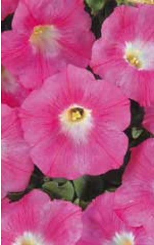 Petunia Pink Wave - Ontario Seed Company