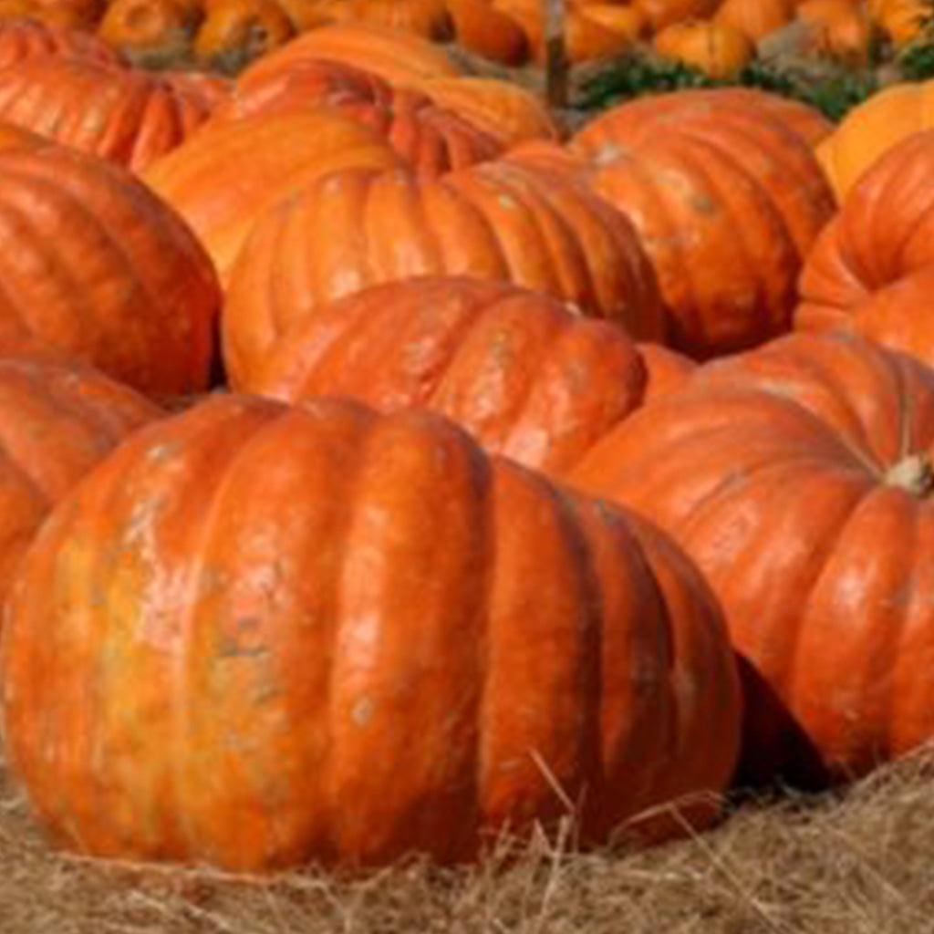 Pumpkin Dill's Atlantic Giant - Ontario Seed Company