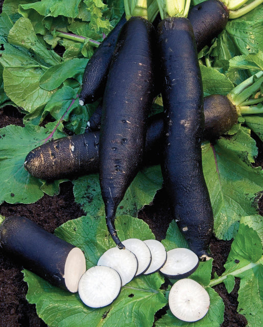 Organic Radish Noir Long Maraicher - West Coast Seeds
