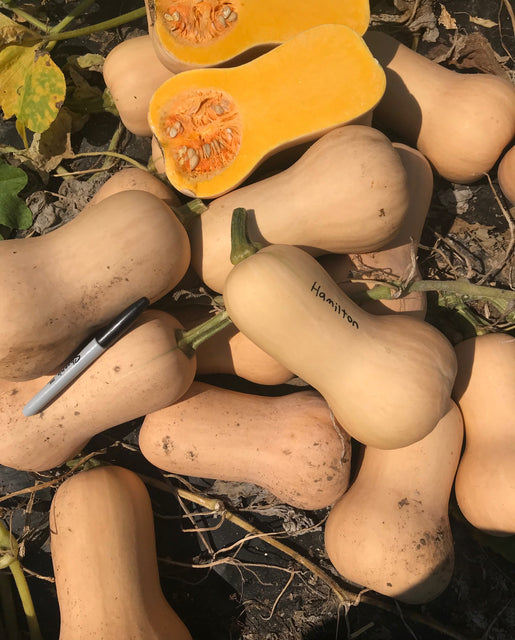 Organic Squash Hamilton - West Coast Seeds