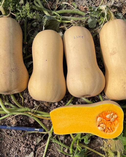 Squash Butternut Essex F1 - West Coast Seeds