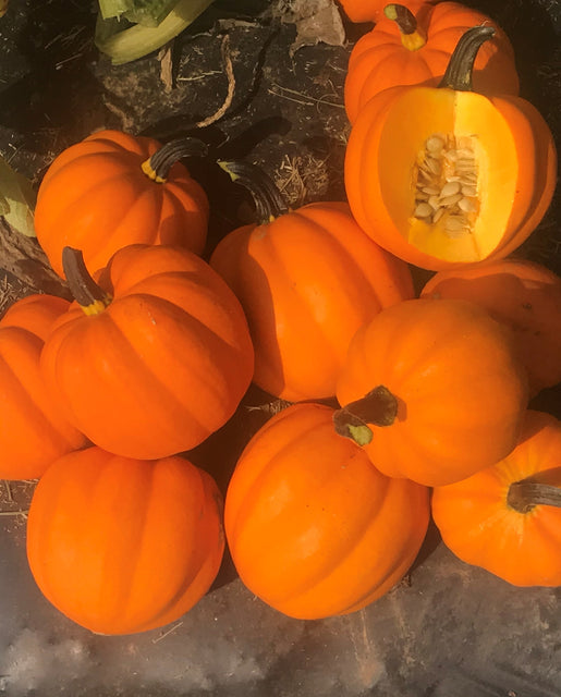 Squash Goldilocks - West Coast Seeds