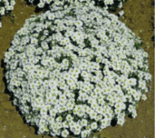 Arenaria Mountain Sandwort - Ontario Seed Company