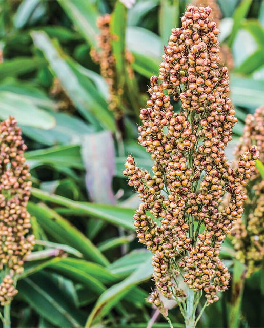Sorghum Broom Corn - West Coast Seeds
