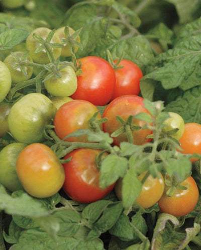 Tomato Tiny Tim - West Coast Seeds