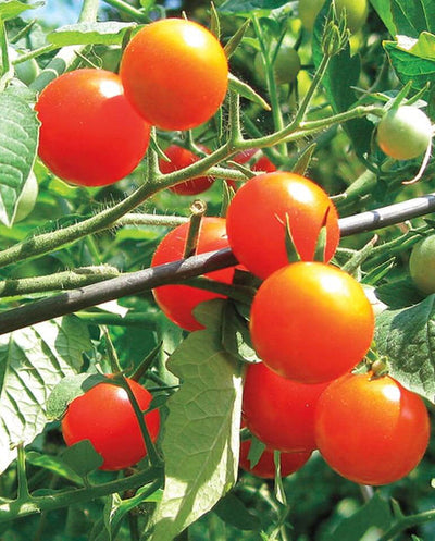 Tomato Gardener's Delight - West Coast Seeds