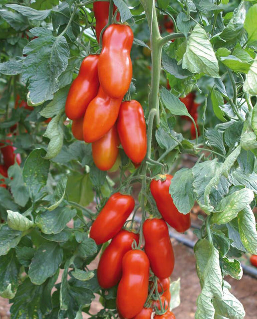 Organic Tomato Pozzano - West Coast Seeds