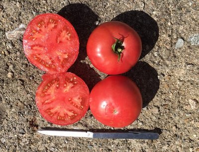 Organic Tomato Damsel - West Coast Seeds