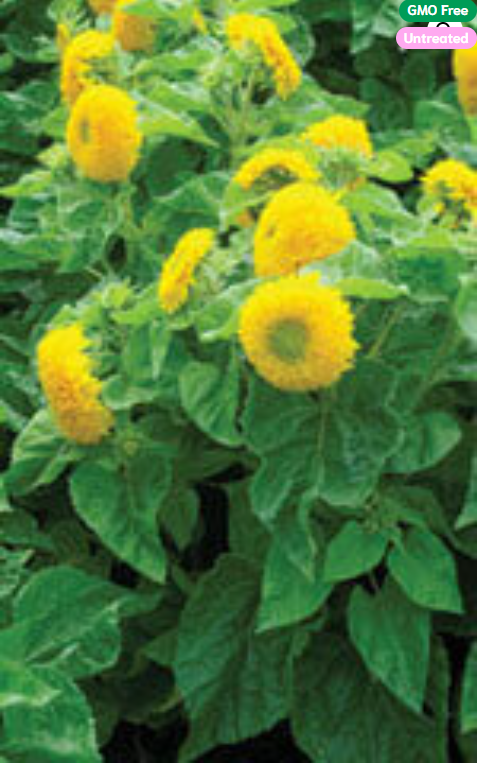 Sunflower Teddy Bear Dwarf - Ontario Seed Company