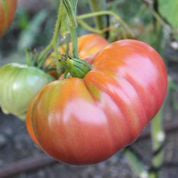 Tomato Watermelon Beefsteak - Salt Spring Seeds
