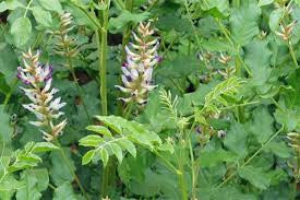 Licorice (Glycyrrhiza glabra) - Salt Spring Seeds
