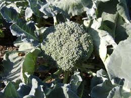 Broccoli Nutri-bud - Salt Spring Seeds