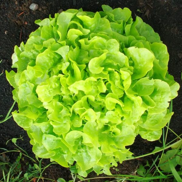 Lettuce Veredes - Saanich Organics
