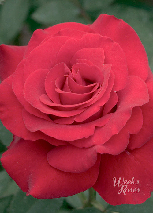 Weekly Roses Opening Night | Hybrid Tea Rose | Weeks Rose – Wildwood Outdoor Living