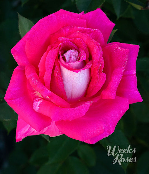 Roses | Over 450 Varieties | Canada-Wide Shipping – Wildwood Outdoor Living